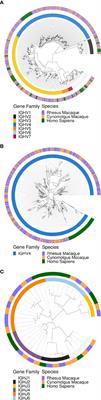 VDJ Gene Usage in IgM Repertoires of Rhesus and Cynomolgus Macaques